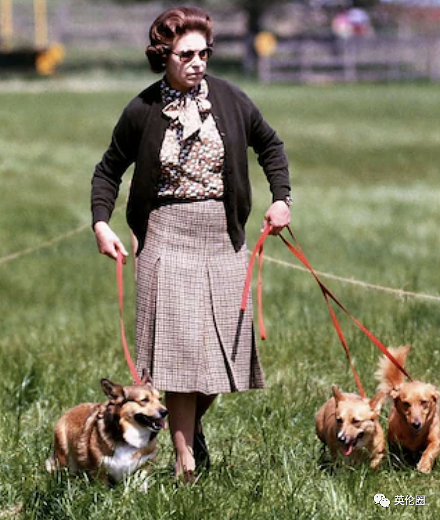 女王去世一周年，柯基爱好者齐聚白金汉宫！一生养了几十只，狗狗不够马来凑（组图） - 15