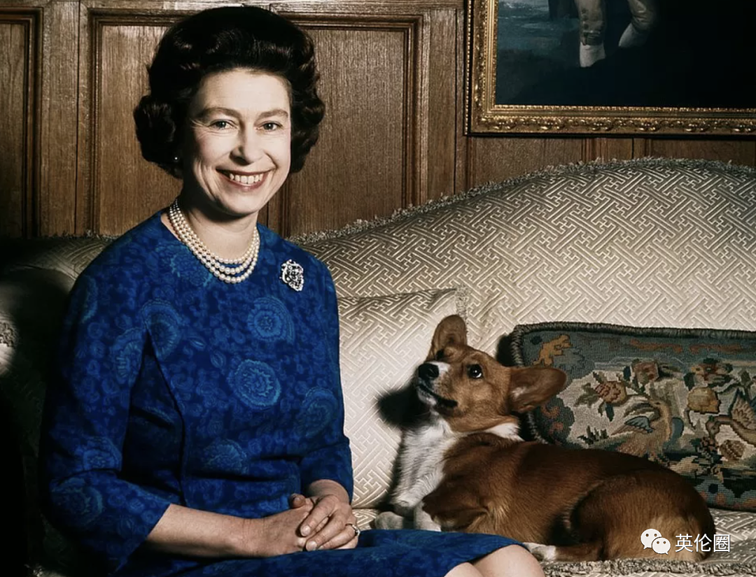 女王去世一周年，柯基爱好者齐聚白金汉宫！一生养了几十只，狗狗不够马来凑（组图） - 7