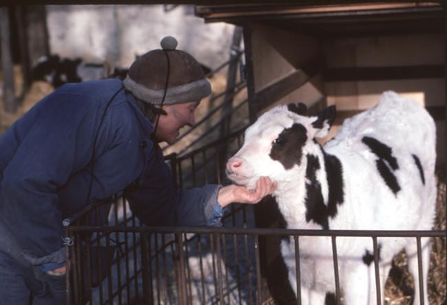 她参与了“曼哈顿计划”，在中国养了一辈子奶牛（组图） - 7