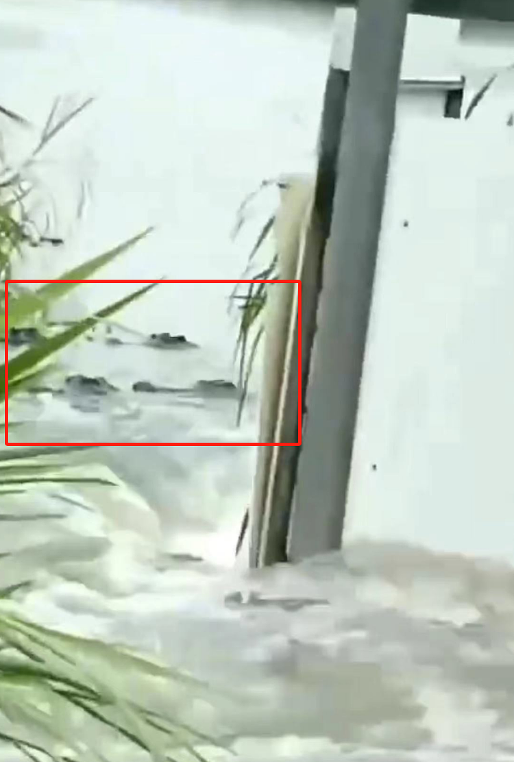 广东一养殖场鳄鱼出逃？当地应急管理局：70余条鳄鱼出逃，正在处置（视频/图） - 1