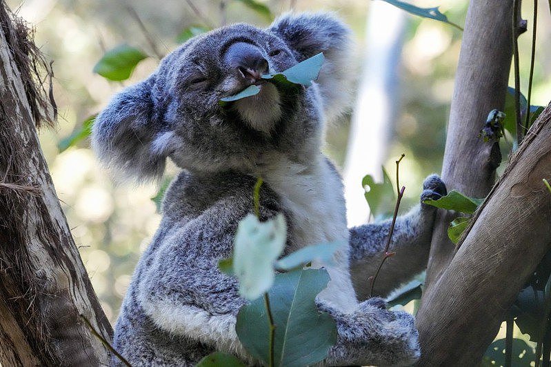 澳洲新南威尔斯州保护无尾熊，森林栖地禁止伐木（图） - 1