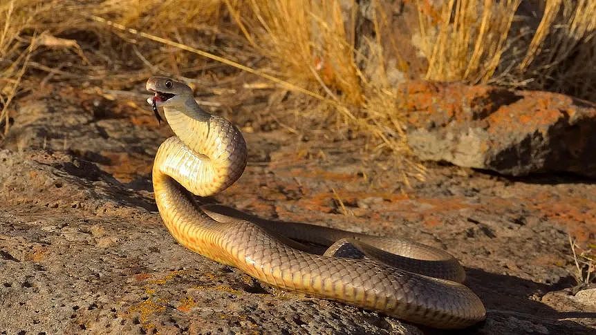 蛇出没注意！澳洲蛇季来了，已有人被咬死，该怎么防？（组图） - 2