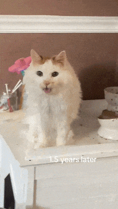【宠物】网友收养20岁的老猫，并被告知猫活不久，想不到奇迹出现，如今...（组图） - 8