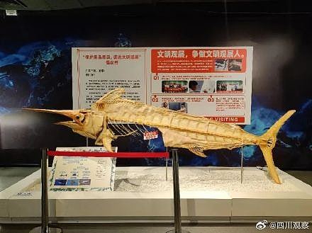 成都博物馆值48万枪鱼标本肋骨遭掰断，馆方不修复以教育文明观展（组图） - 3