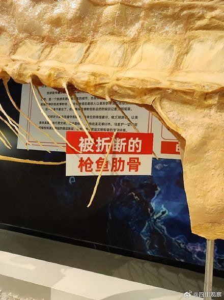 成都博物馆值48万枪鱼标本肋骨遭掰断，馆方不修复以教育文明观展（组图） - 4