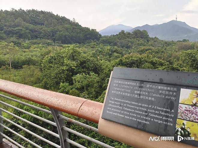 深圳罗湖网红景点建完封三年，被指部门扯皮、资金浪费（组图） - 11
