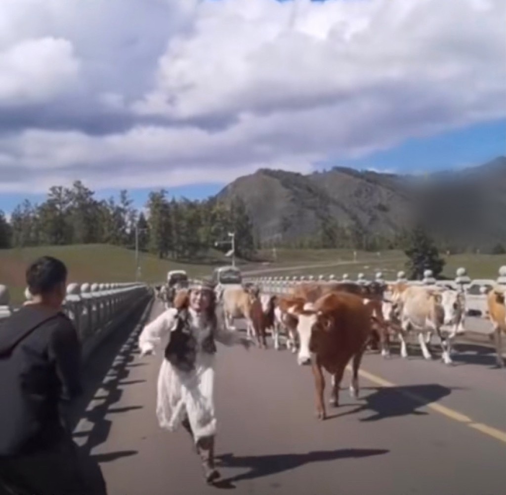 女子游新疆与牛群合照被撞飞起！景区指与衣著有关（视频/组图） - 6