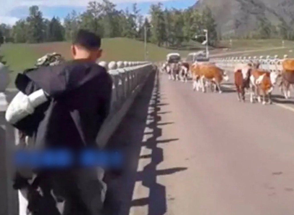 女子游新疆与牛群合照被撞飞起！景区指与衣著有关（视频/组图） - 8