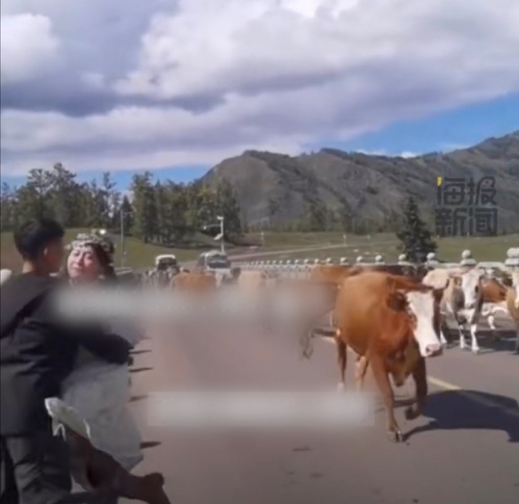 女子游新疆与牛群合照被撞飞起！景区指与衣著有关（视频/组图） - 7