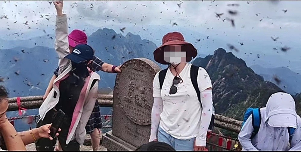 游客称黄山景区飞虫成群直冲人脸，眼睛都睁不开，景区回应（视频/图） - 1