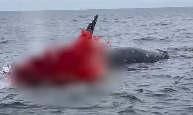 “鲸鱼爆炸”超震撼，鲜血脏器染红加州海岸（图） - 2