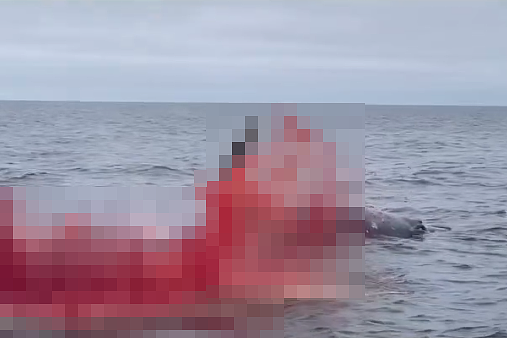 “鲸鱼爆炸”超震撼，鲜血脏器染红加州海岸（图） - 1