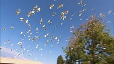 上千只鸟遮天蔽日！墨尔本一地遭鸟入侵：遍地鸟屎、居民被鸟叫吵得无法入睡！（组图）