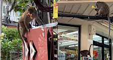 太精明！泰国猴子组队抢香蕉还会分工合作，网笑：组织犯罪（图）