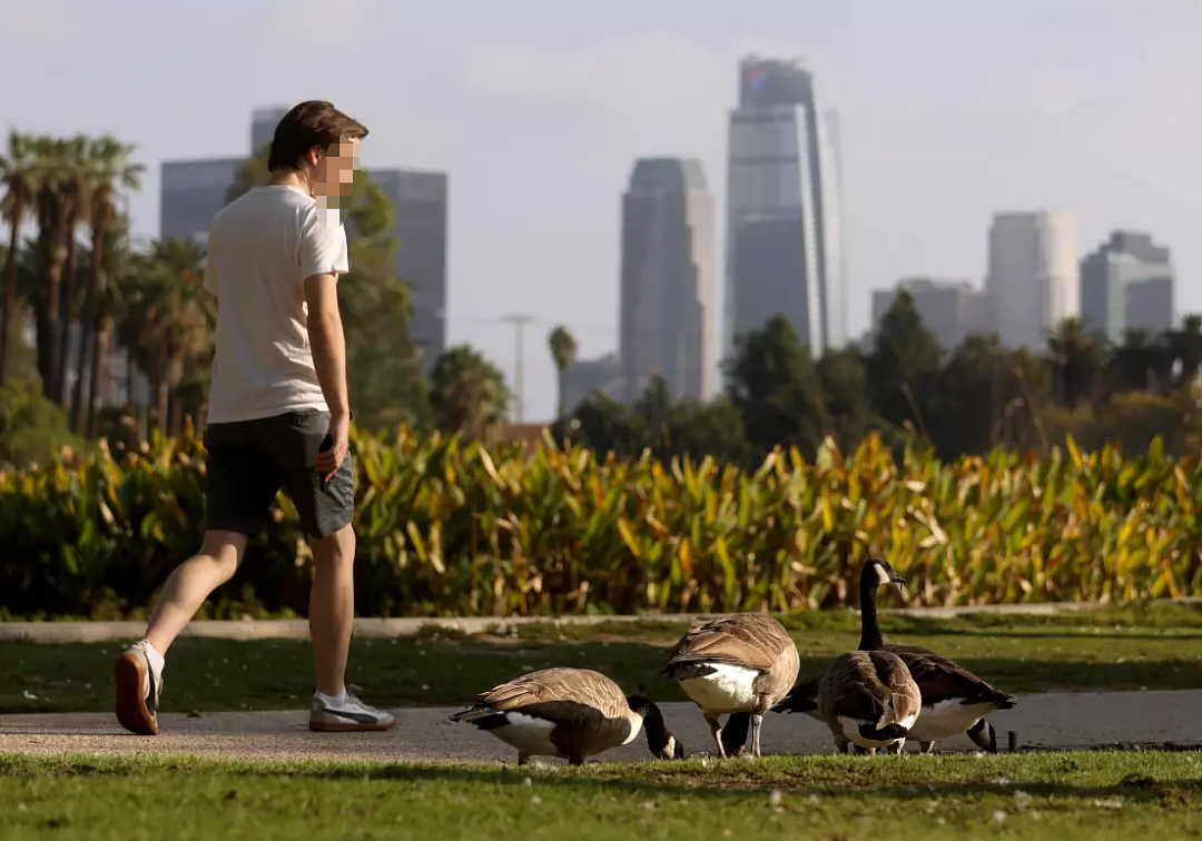 “好斗还爱拉屎” ，200只大鹅占领洛杉矶知名地标引投诉，专家：它们受联邦保护（组图） - 6