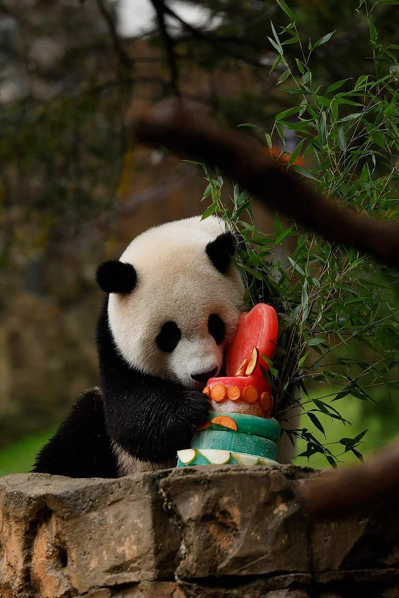 华盛顿动物园大熊猫将送回中国，民众惜别依依（图） - 1