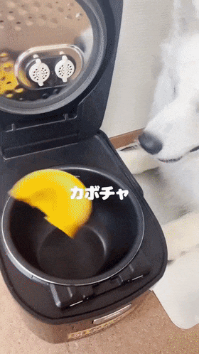 【宠物】铲屎官分享用电饭煲做狗饭，但网友注意力都在萨摩耶身上：它好会捧场（组图） - 3