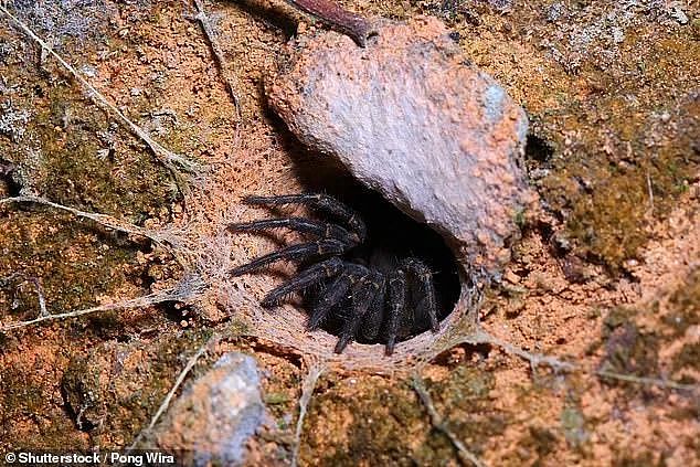 澳洲毒虫季到来！网友后院内发现硬币大小圆洞，得知洞中生物后冷汗直冒（组图） - 2