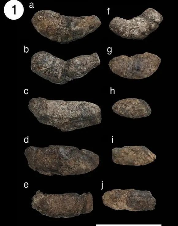 重大发现！中国科学家从3500万年前的粪便中，发现地球长这样......（组图） - 6