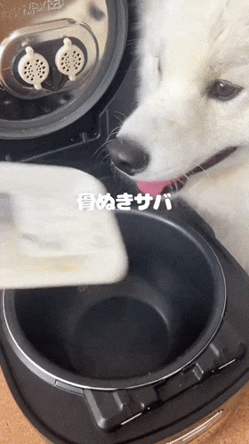 【宠物】铲屎官分享用电饭煲做狗饭，但网友注意力都在萨摩耶身上：它好会捧场（组图） - 5