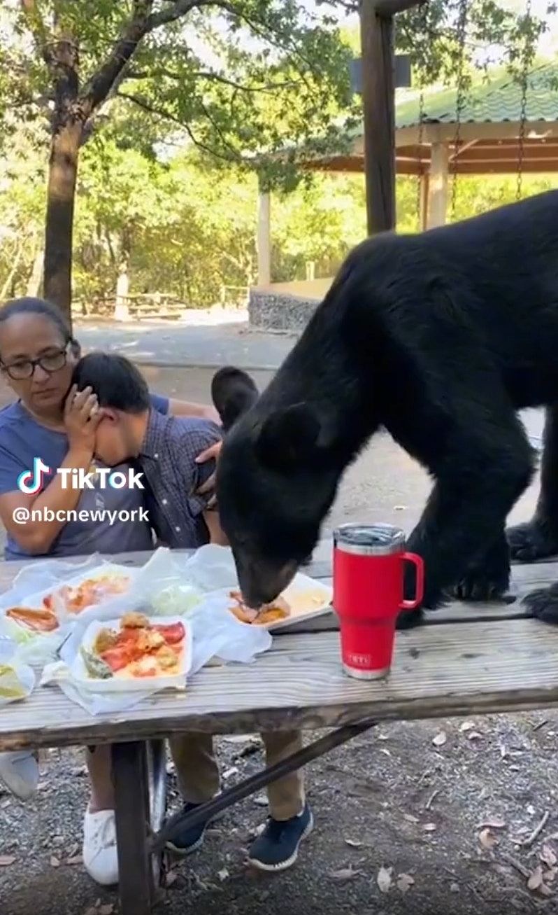 墨西哥母子公园庆祝生日遇野生黑熊，勇敢妈妈护犊做法获大赞（组图） - 2