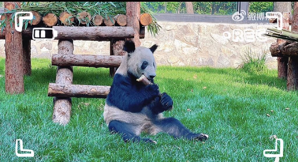 旅美大熊猫明年底全部回国，中美50年熊猫外交或结束（组图） - 2