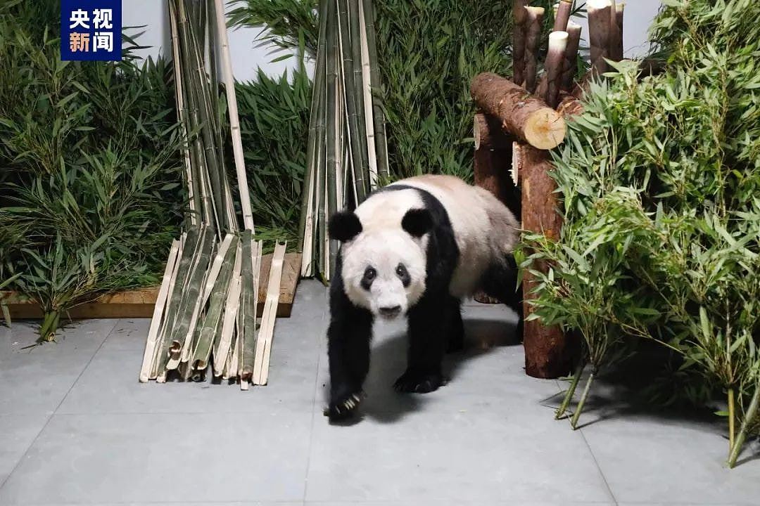 旅美大熊猫明年底全部回国，中美50年熊猫外交或结束（组图） - 3