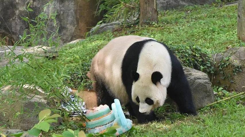旅美大熊猫明年底全部回国，中美50年熊猫外交或结束（组图） - 1