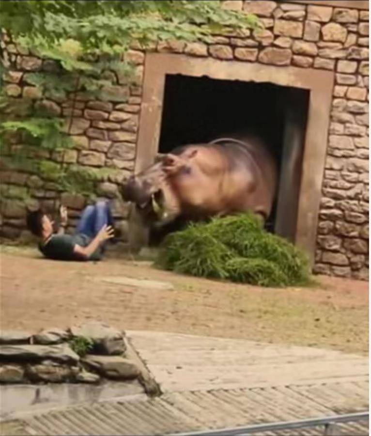 不讲武德！湖南动物园两只河马打架，保育员劝架惹祸上身（视频/图） - 1