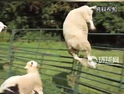 一群羊闯入温室吃掉600磅大麻嗨翻！一蹦三尺高…（组图） - 1