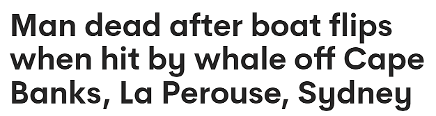 悲剧！悉尼附近海域发生鲸鱼撞船事件，致1死1伤（组图） - 1