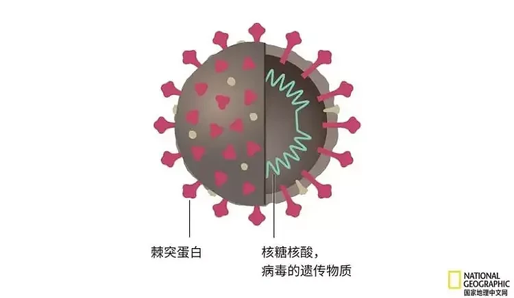 为啥中国没有很快开发出新冠mRNA疫苗（组图） - 2