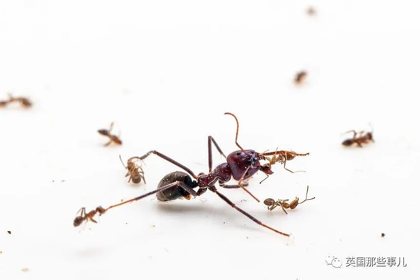 澳洲科学家上班带薪打游戏，居然是在帮蚂蚁“打仗”？这动保也太热血了（组图） - 3