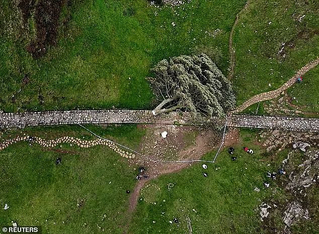 英国300年名树被人为砍断，无数英国人心碎吊唁：求找出杀树凶手（组图） - 18