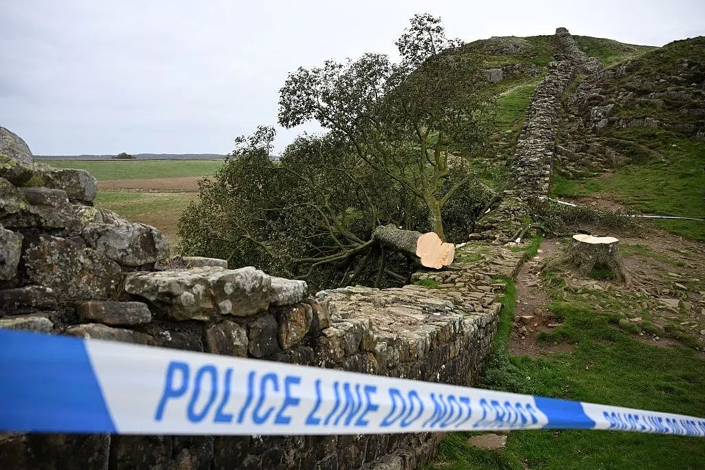 英国300年名树被人为砍断，无数英国人心碎吊唁：求找出杀树凶手（组图） - 6