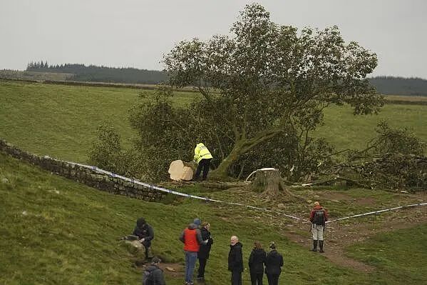 英国300年名树被人为砍断，无数英国人心碎吊唁：求找出杀树凶手（组图） - 17