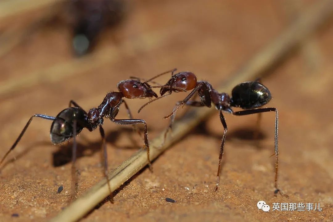 澳洲科学家上班带薪打游戏，居然是在帮蚂蚁“打仗”？这动保也太热血了（组图） - 5