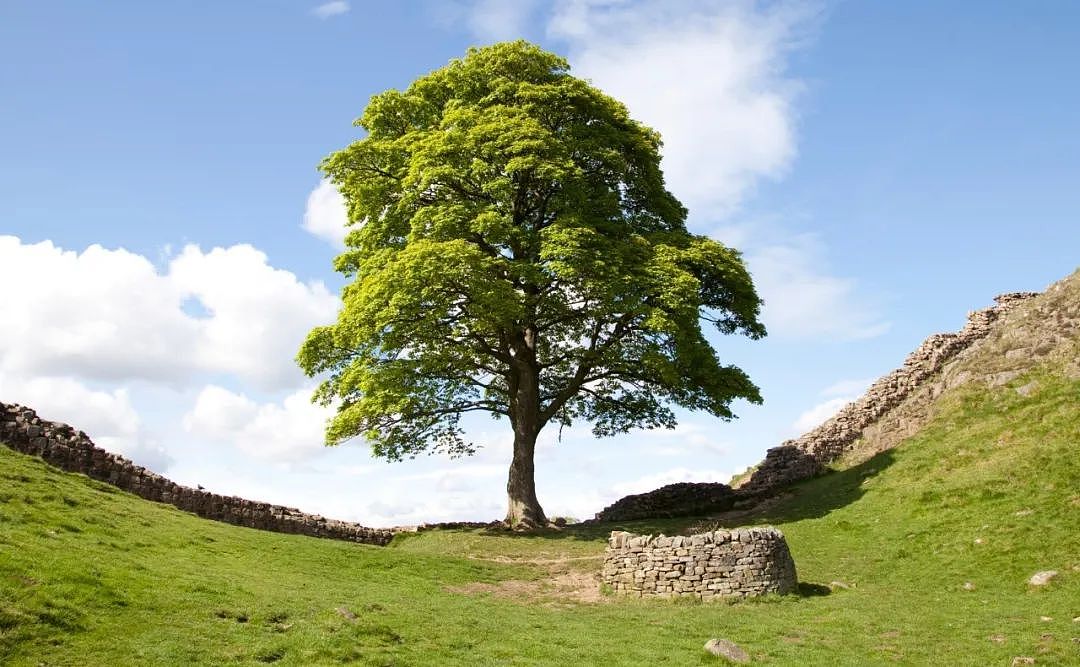 英国300年名树被人为砍断，无数英国人心碎吊唁：求找出杀树凶手（组图） - 1