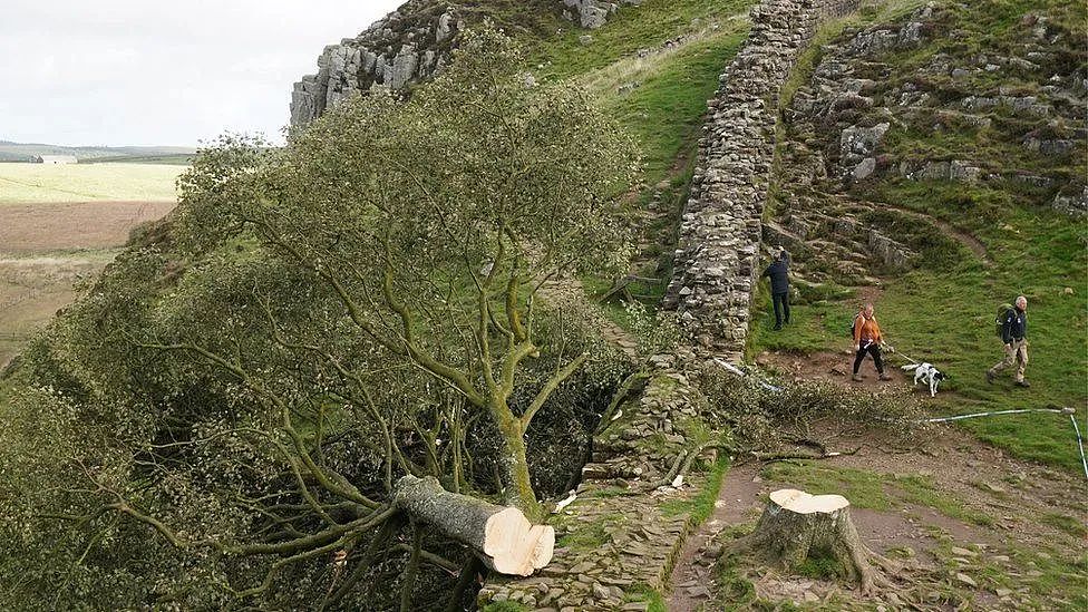 英国300年名树被人为砍断，无数英国人心碎吊唁：求找出杀树凶手（组图） - 19
