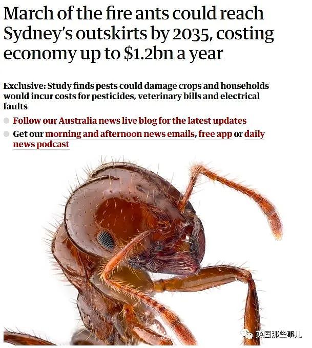 澳洲科学家上班带薪打游戏，居然是在帮蚂蚁“打仗”？这动保也太热血了（组图） - 2