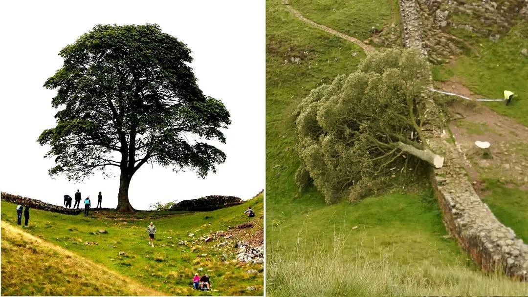 英国300年名树被人为砍断，无数英国人心碎吊唁：求找出杀树凶手（组图） - 5