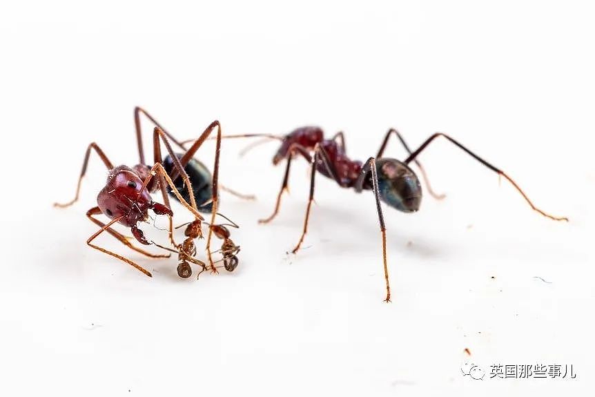 澳洲科学家上班带薪打游戏，居然是在帮蚂蚁“打仗”？这动保也太热血了（组图） - 4
