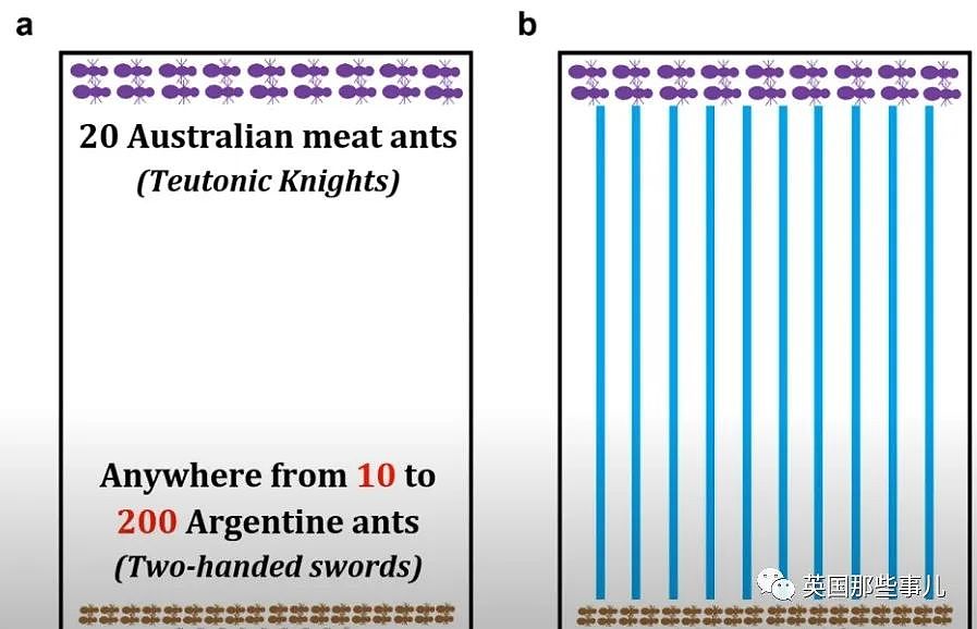 澳洲科学家上班带薪打游戏，居然是在帮蚂蚁“打仗”？这动保也太热血了（组图） - 11