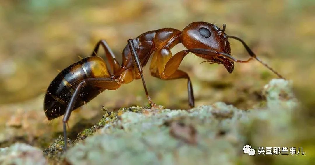 澳洲科学家上班带薪打游戏，居然是在帮蚂蚁“打仗”？这动保也太热血了（组图） - 6