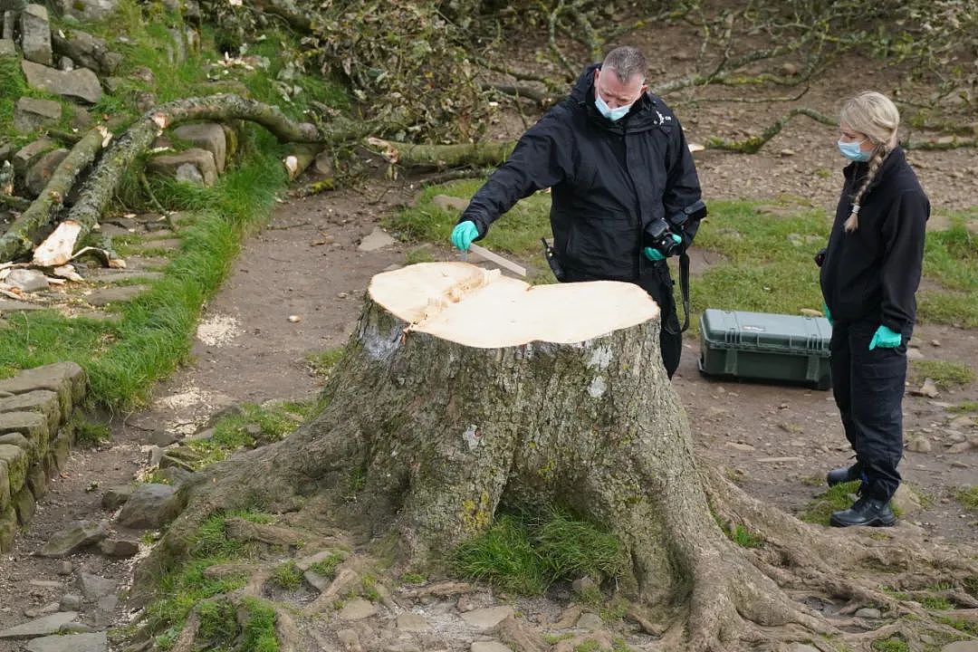 英国300年名树被人为砍断，无数英国人心碎吊唁：求找出杀树凶手（组图） - 14
