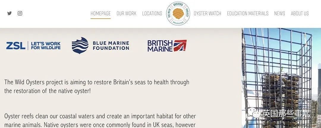吃货心痛！英国人“放生”上万只生蚝，竟是为了保护大海（组图） - 6