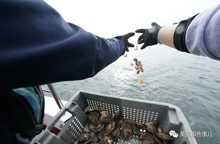 吃货心痛！英国人“放生”上万只生蚝，竟是为了保护大海（组图） - 10