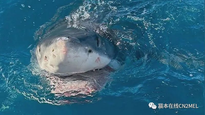 澳女刚刚钓上条巨型金枪鱼，大白鲨就一口咬下……众人目瞪口呆（视频/组图） - 2