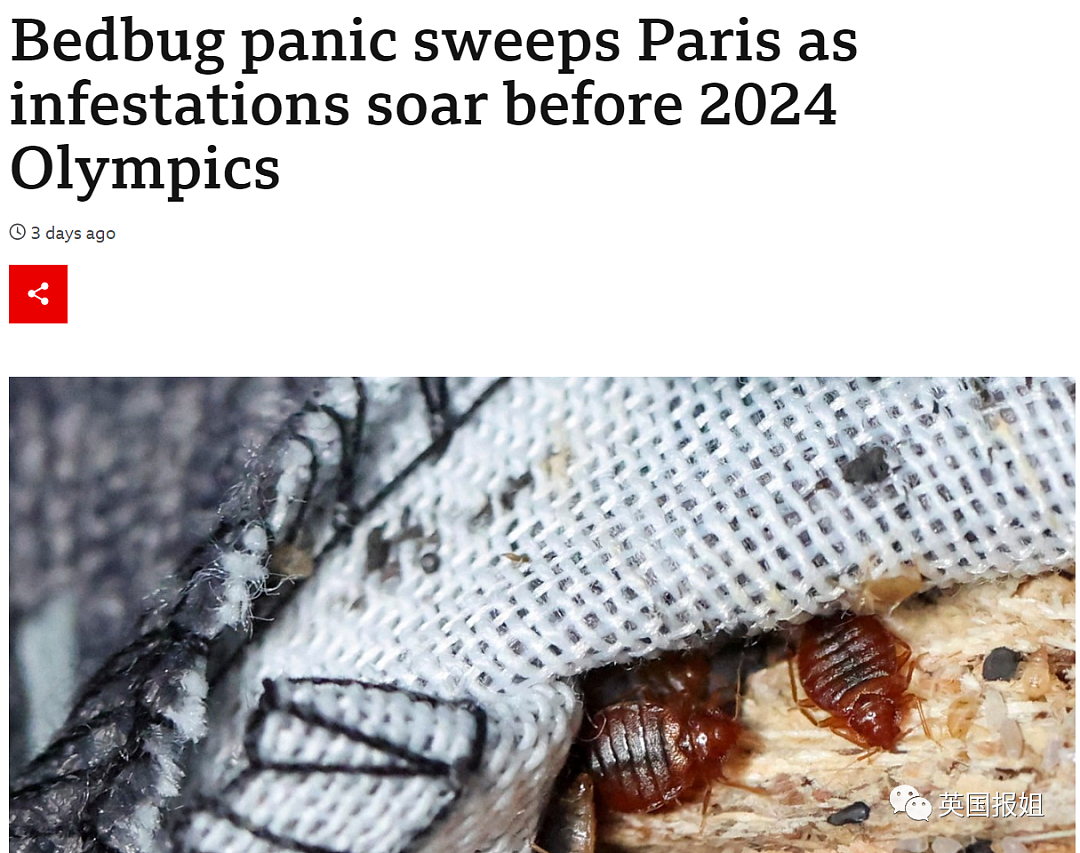 600万老鼠还没消灭，嗜血臭虫又侵袭巴黎！被褥沙发地铁座位全是，明年奥运麻烦大了！（组图） - 1
