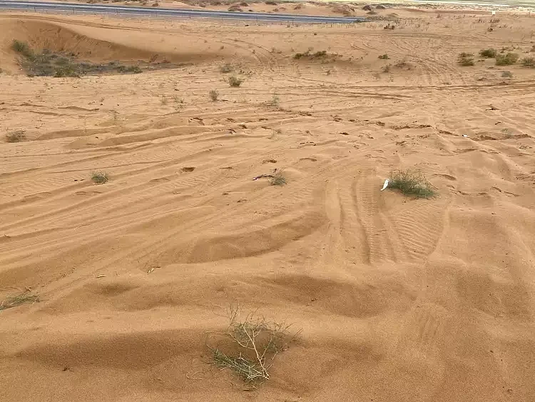 腾格里沙漠治沙植物遭碾压，2003棵苗木受损！项目负责人：附近无监控，部分围栏被车撞开（视频/组图） - 1